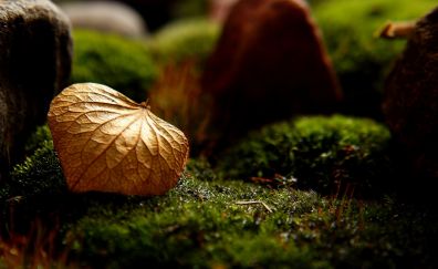 Dry leaf, moss, close up