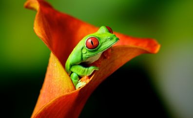 28 Frog Wallpapers, Hd Backgrounds, 4k Images, Pictures Page 1