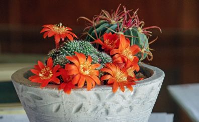 Mammillaria, succulents and cactus houseplants