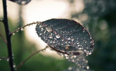 Leaf, water drop, drops, blur