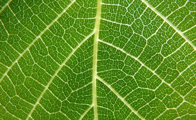 Veins of green leaf, big