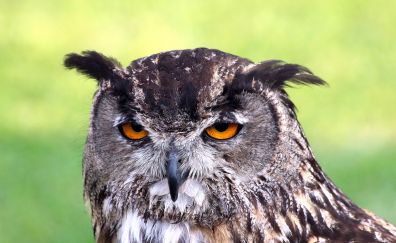 Sleepy owl bird, predator muzzle