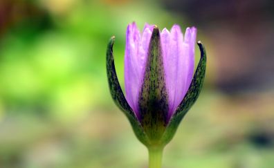 purple Water lily, bud, flower, close up