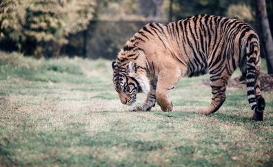 Tiger, big cat, predator, walking