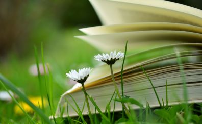 Book, meadow, flowers