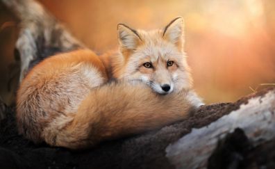 Sitting, fox, animals