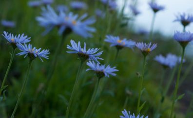 Blue daisy, flowers, meadow, spring