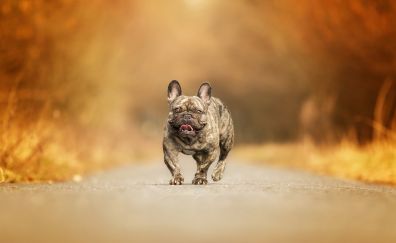 Pit bull, dog, running, road