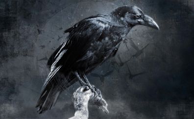 Raven, Crow, bird, art