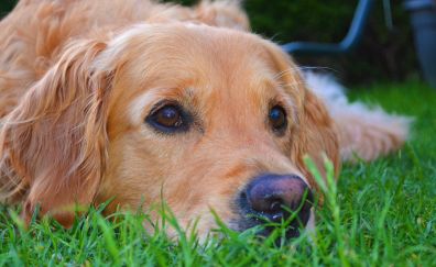 Golden Retriever, dog, muzzle, relaxed