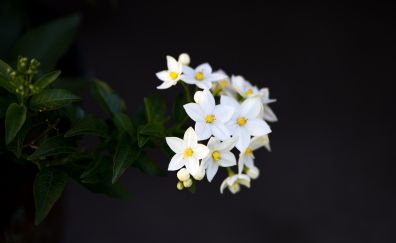Wild small flowers, white flowers, leaves