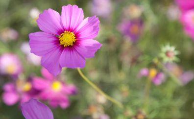 Flowers pink, blur, meadow