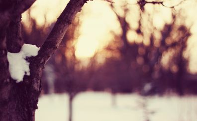 Tree trunk, snow, winter, blur