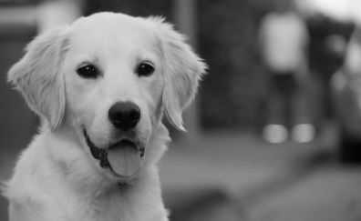 Dog puppy, monochrome, face
