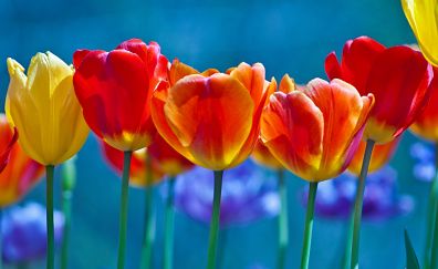 Tulip buds, flowers, colorful