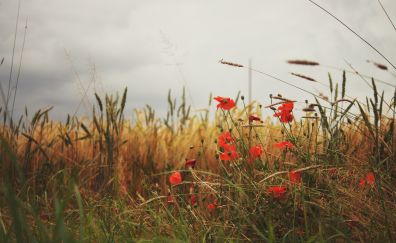 Meadow, poppy flowers, grass