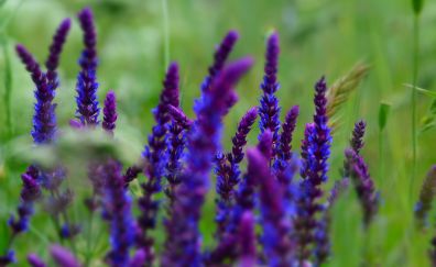 Purple flowers, plants, meadow