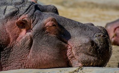 Hippo muzzle, animal, sleeping