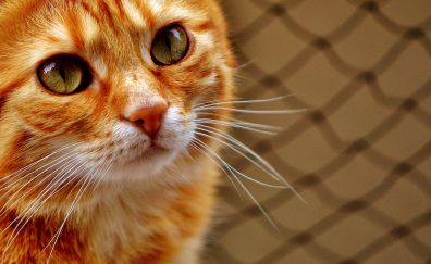 Fur, close up, cat muzzle, eyes, orange cat