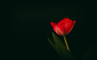 Tulip flower, red flower, minimal