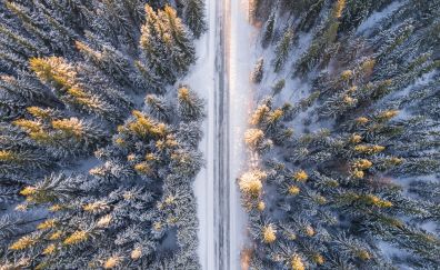 Aerial view, forest, trees, winter, road