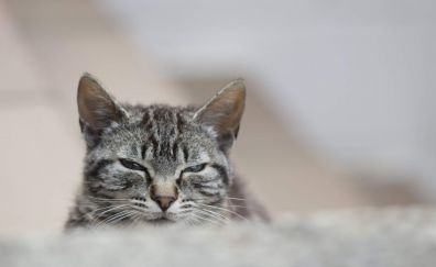 Sleeping cat muzzle