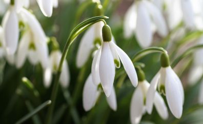 Snowdrop flowers, spring, white flowers