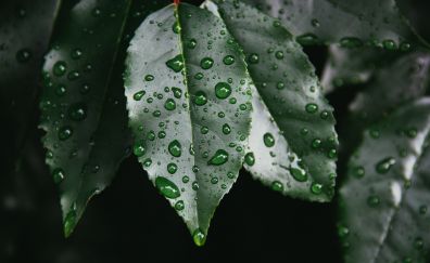 Dew drops on leaves of plant