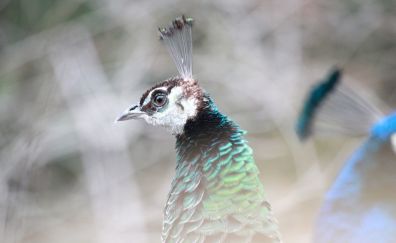 Peacock bird muzzle, blur