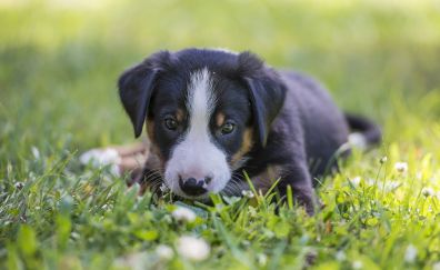 Appenzeller Sennenhund, dog puppy, grass