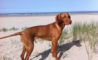 Great Dane Dog at Vizsla beach, dog