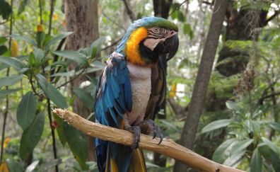 Macaw, parrot, blue green bird