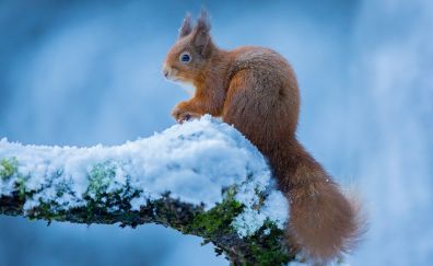 Squirrel, rodent, winter, snow, play