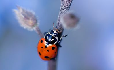 Close up, insects, ladybug
