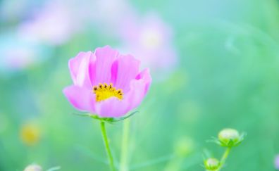 Pink flowers, cosmos, blossom