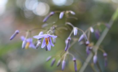 Purple small flowers, blur