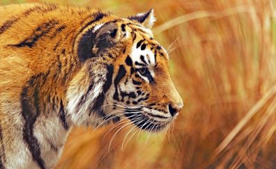 Bengal tiger, yellow grass, hunting