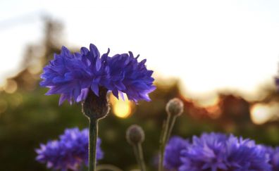 Purpler flower, summer