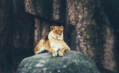 Lion, calm, sit, rock, predator, animal, 4k