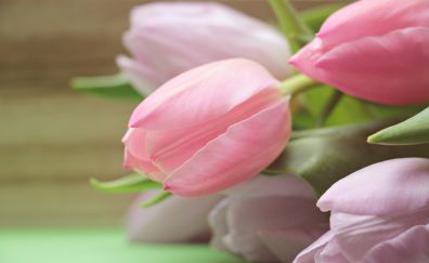 Pink tulips, bud, flowers