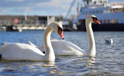 Swans couple, white bird