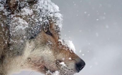 Wolf muzzle, snow, predator