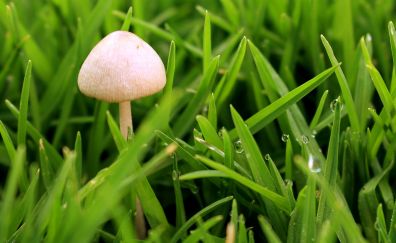 Spring, fungus, mushroom, grass, drops