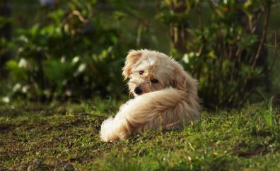 Cute, furry dog, sit, outdoor
