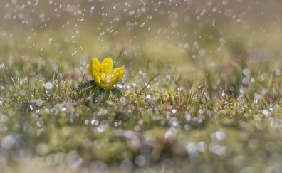 Meadow, rain, yellow flowers, bokeh