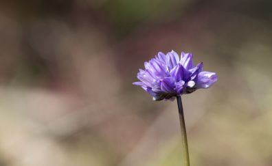 Purple flower, bokeh, wild flower