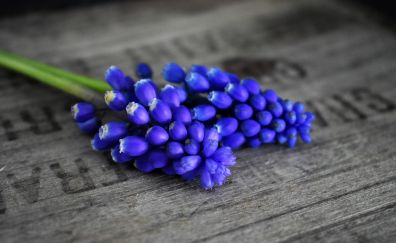 Purple Hyacinth flowers, on table