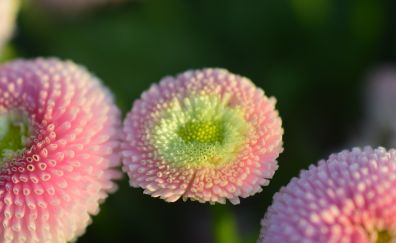 Daisy, pink flower, buds
