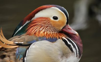 Mandarin Duck, colorful bird