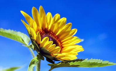 Beautiful sunflower close up